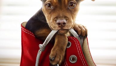 A dogs way back