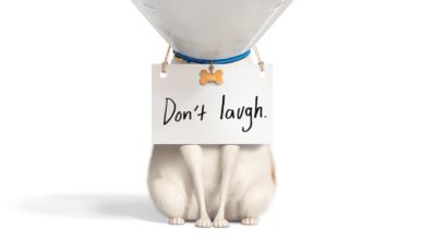 Secret Life Of Pets 2